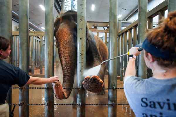 美国遭极端热浪侵袭，休士顿市动物园饲养员近日给大象浇水降温。（美联社）