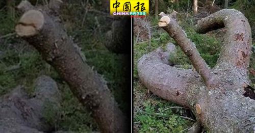 阴茎早上Naik 心脏肯定Baik