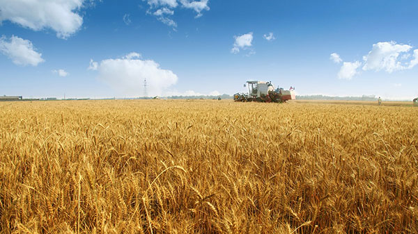 Wheat price malnutrition world food 营养不良 小麦