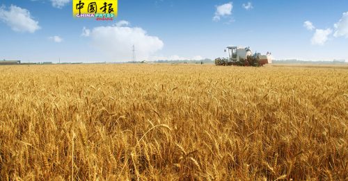 小麦价格飙升 数百万人面临营养不良风险