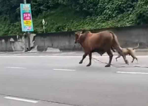 马永来说，视频流传在公路上狂奔的牛，相信就是弄伤老翁的牛。