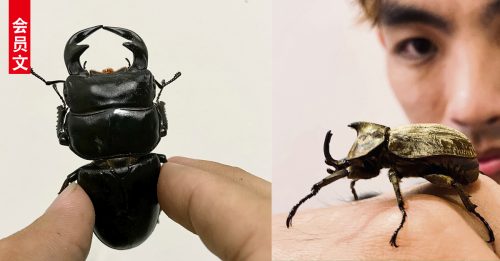 ◤会员文：品味生活◢养甲虫 体验生命