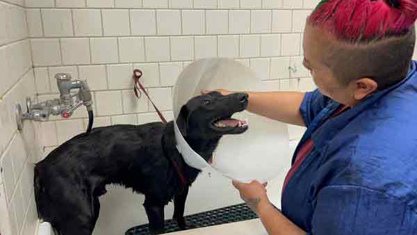 赫尔发现黑狗“士兵”很喜欢洗澡。