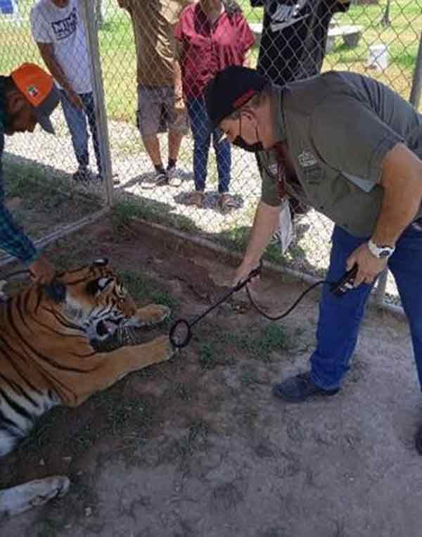 墨西哥联邦环境保护署接到民众通报，查获一头孟加拉虎遭到非法饲养。