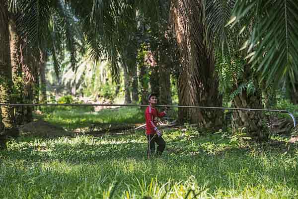 foreign workers,oil palm,plantation
