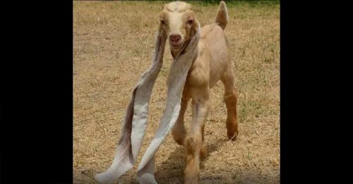 山羊19吋耳朵长到拖地 申报健力士世界纪录