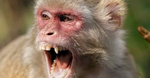 埃塞俄比亚干旱加剧 猴子饥渴到失常 攻击儿童