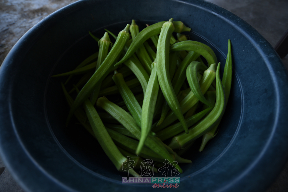 李添霖采收肥美的羊角豆，这些蔬菜就是养育一家的经济支柱。