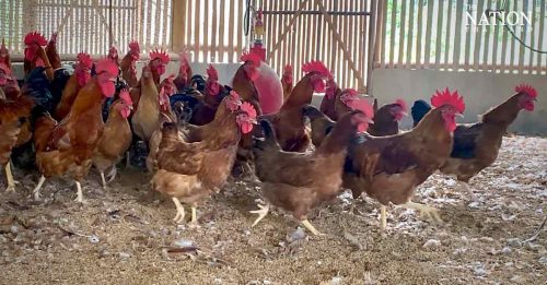 称能提高鸡肉鸡蛋质量  泰北企业用大麻喂鸡