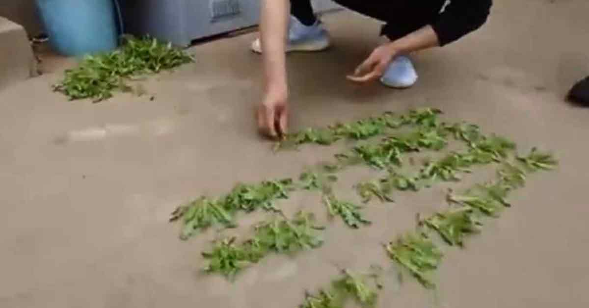 中国1名70多岁史姓老奶奶在老家内种了672株罂粟。
