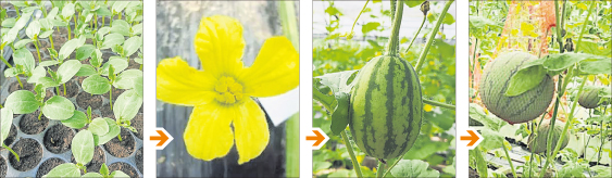 西瓜需要12天来育苗，种植30天后开花，授粉后30天就能收成，共65天。