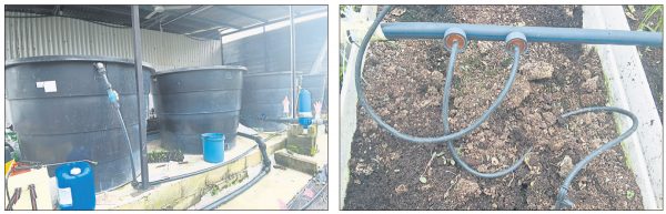 温室垂钓种植采用滴灌系统来为蜜瓜和西瓜输送营养液。