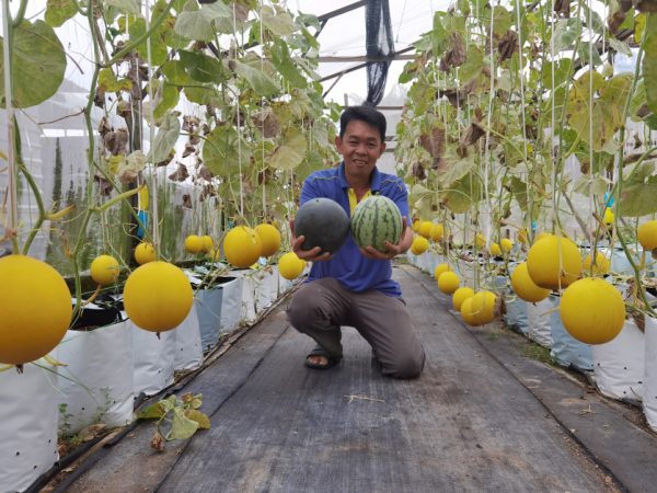 除了种植西瓜蜜瓜，郑荣侨也致力于传授种植技术和研发新品种。