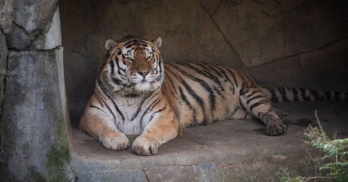 ◤全球大流行◢ 美国动物园老虎确诊 新冠肺炎并发症身亡