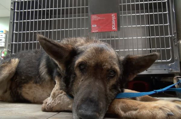 牧羊犬古纳靠喝雨水维生，撑过将近1个月。