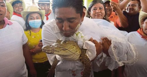 墨西哥镇长 娶了条鳄鱼
