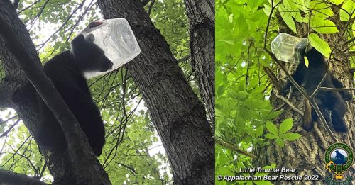 小熊头卡塑料罐待救援 动保官员吁封好垃圾桶