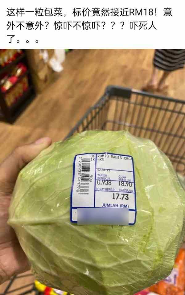 cabbage, 包菜