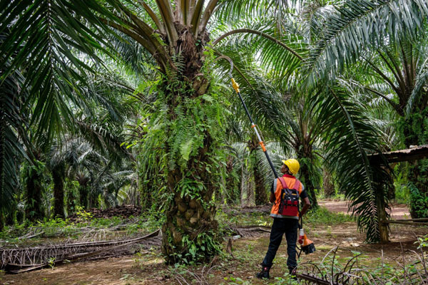 棕油期货, palm oil futures, palm oil futures price, 棕油库存, palm oil inventory, 种植股, plantation stock, 
