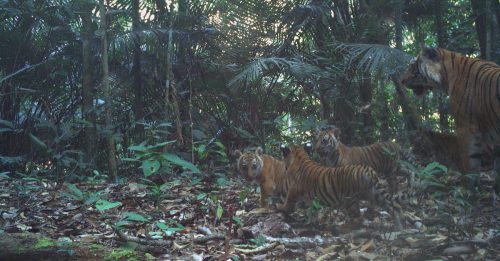 隐蔽摄像机拍到新照片 野生马来亚虎携4崽