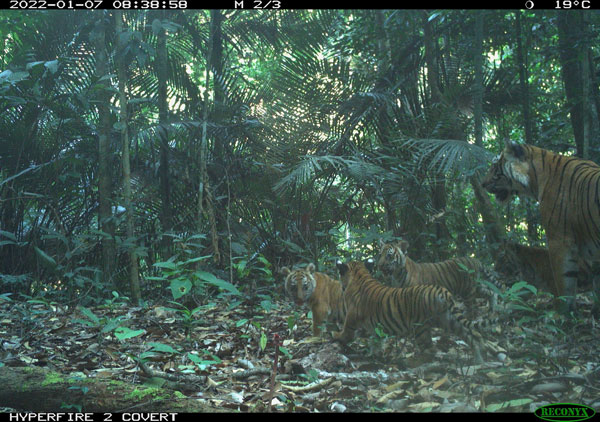 马来亚虎, Malayan Tiger, Harimau Malaya, 世界自然基金会, WWF, 