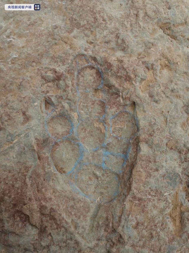 河北省张家口市宣化区发现恐龙足迹化石点，这些足迹类似兽爪形状。