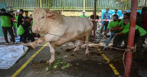 宰1.2公吨胖牛派千人 今年哈芝节 最大“牛王”