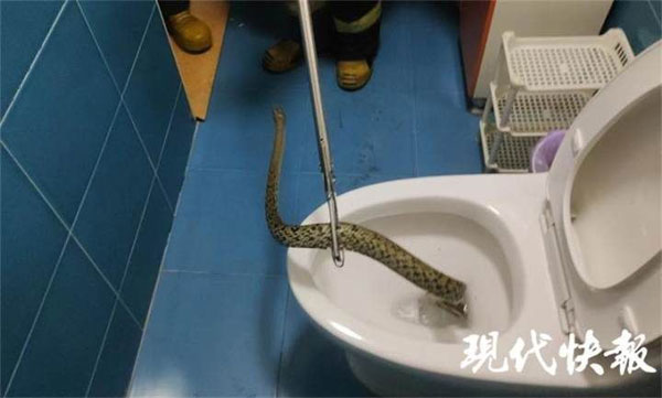 马桶, toilet bowl, 大蛇, snake, 马桶藏大蛇, 