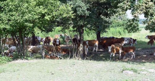 克罗地亚自然公园  107只牛染炭疽病亡