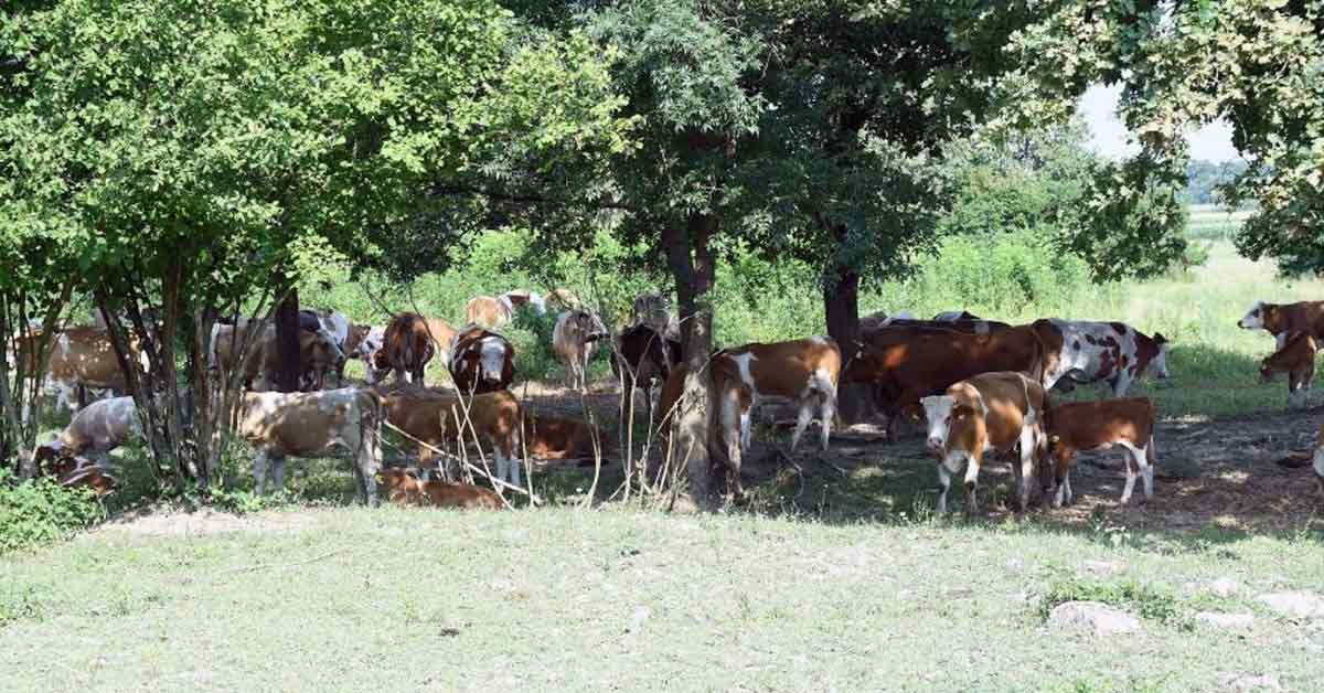 “Lonjsko Polje”自然公园里的牛只档案照。