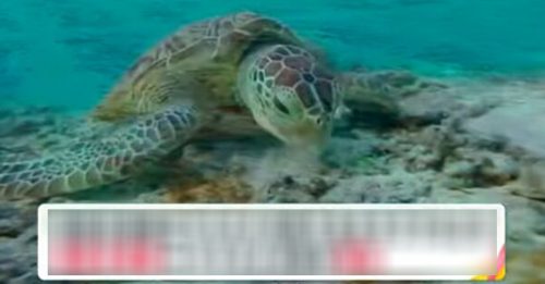 冲绳30多只海龟 遭渔民蓄意刺杀