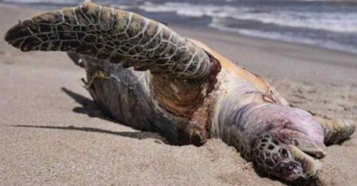 绿海龟疑遭割颈 “弃尸”海上