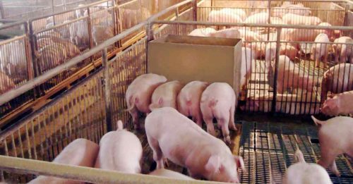 日本爆猪瘟  扑杀5.4万猪