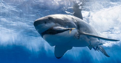 学会联手捕食 专家发现大白鲨进化