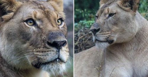 動物園幫母獅尋找第二春 相親幾分鐘 就被公獅咬死