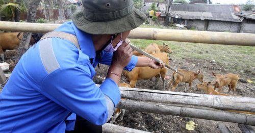 印尼养牛场爆口蹄疫 纽澳收紧边境生物安全管制