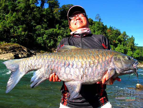 13公斤重的巨型铜吉罗是我的个人纪录鱼，也是这钓场的最重铜吉罗假饵钓纪录鱼。