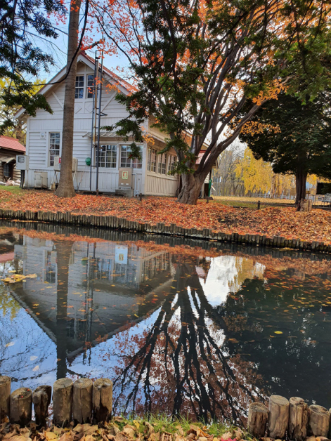 北海道大学曾经被评为日本最美校园，无论是老建筑、古树、甚至是农场的田园风情景观，随便拍都是一幅画。