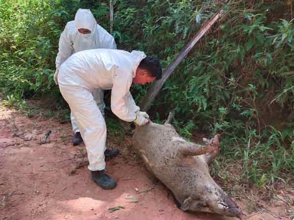 登州獸醫局人員從豬隻屍體上獲取樣本，<strong>slot slotxo</strong>除了縣屬邊界地區，一般當局發出的狩獵執照，該局僅發現有豬隻受到感染，</p><p class=