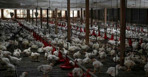 养殖场投资庞大 禽总吁撤肉鸡出口禁令