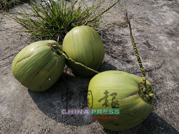 coconut steal 椰子 小偷