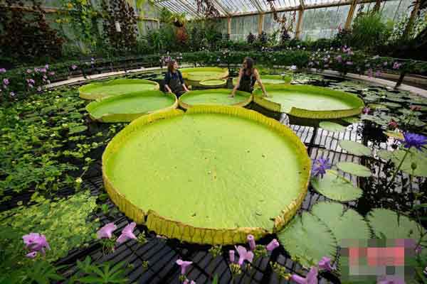 英国伦敦皇家植物园，近日展出新发现的巨型睡莲新品种“玻利维亚王莲”。（中新网）