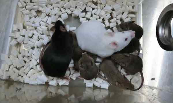 日本山梨大学科学家利用冷冻干燥细胞，复制出实验老鼠。