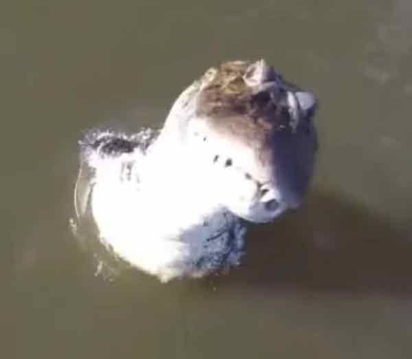 无人机行经爪哇河飞行时，意外遇到一只巨大短吻鳄，鳄鱼跃起将机器一口咬下。
