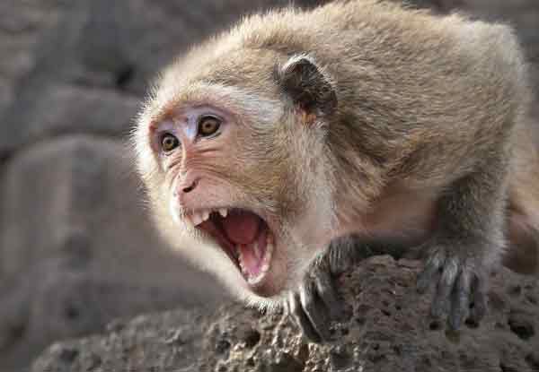 日本山口市近日发生一连串猴子袭击事件。（示意图）