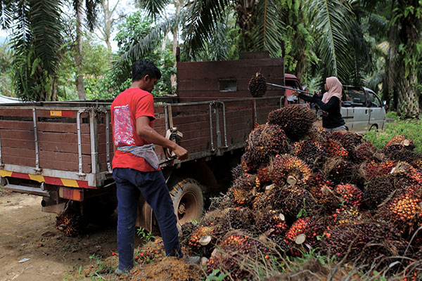 palm oil malaysia 印尼 棕油 祖莱达 ZuraidaKamaruddin