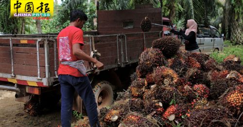 印尼取消棕油出口税不影响大马 祖莱达：需求会持续上升