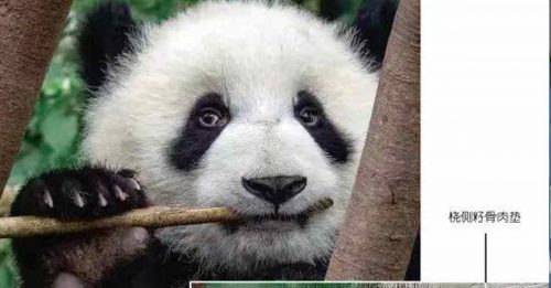 熊猫吃竹 600万年