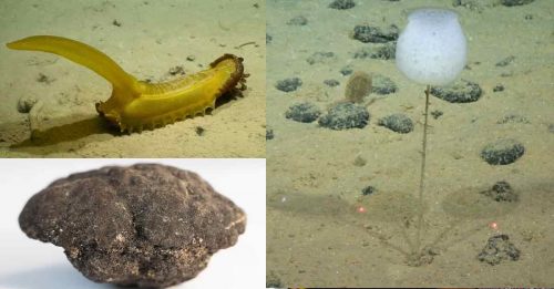 太平洋5100公尺深处 科学家发现39新物种