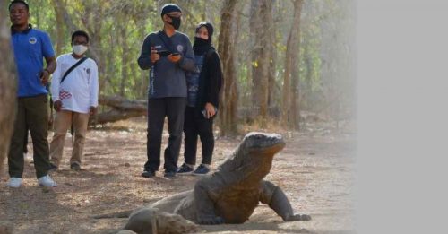 看科莫多巨蜥门票飙涨 印尼观光业者罢工抗议